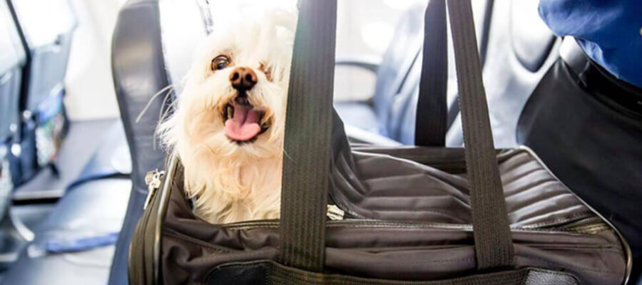 What You Need to Know About Traveling Abroad with Your Dog